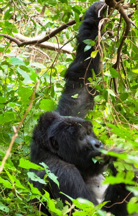 Foto/Copyright: Martin Siering - Safari in Afrika mit Berg Gorilla in Uganda